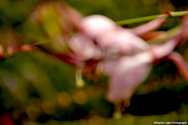 Blurred Beauty Flower Rachel Cater Photography