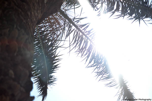 palm tree rachel cater photography