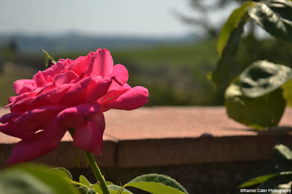 Tuscan Flower Rachel Cater Photography