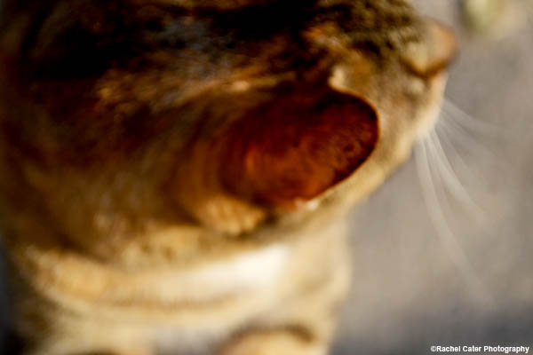 cat ear rachel cater photography copy