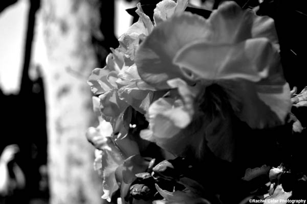 Dramatic Monochrome Flower rachel cater photography