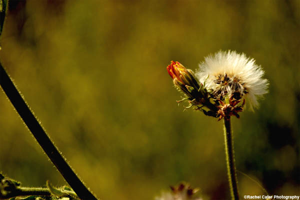 make a wish rachel cater photography