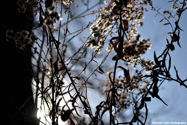 nature in toronto rachel cater photography copy