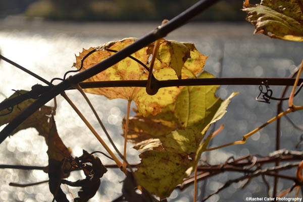 nature leafs at river rachel cater photography