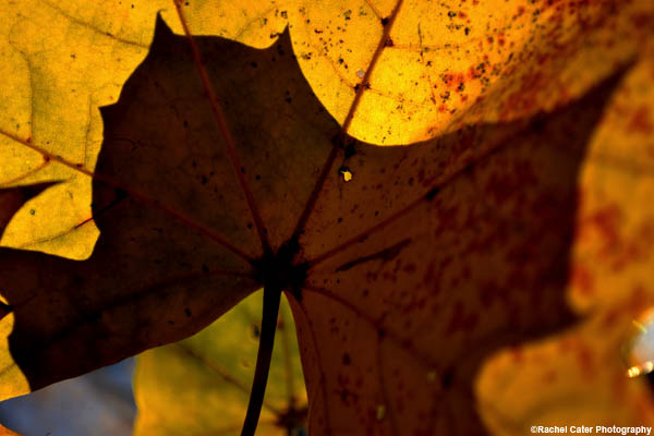 Shadow Leaf Rachel Cater Photography