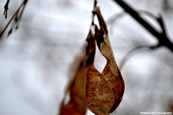 Dancing in the Wind Rachel Cater Photography
