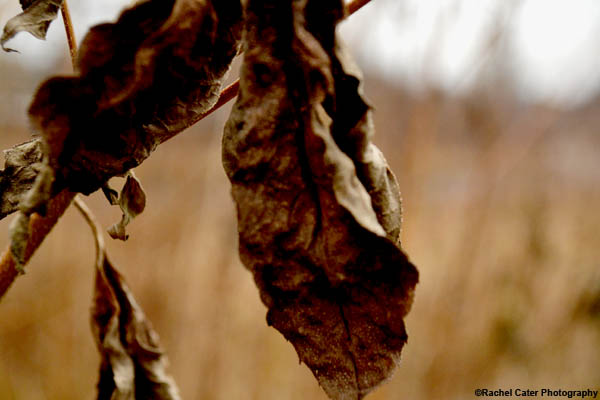 Dying Leaf Rachel Cater Photography