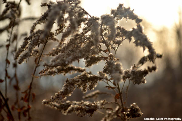 dusky flower rachel cater photography