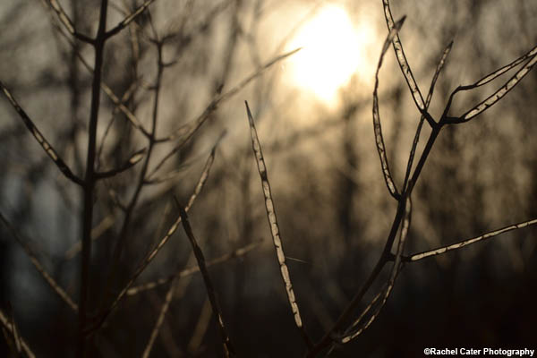 Nature's Glow Rachel Cater Photography