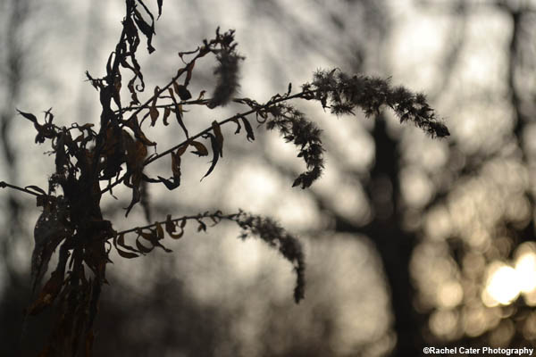 The Beauty in&nbsp;Nature