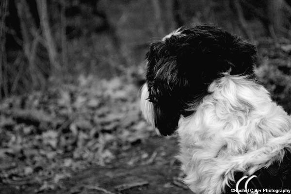 Pensive Scamp Dog Rachel Cater Photography