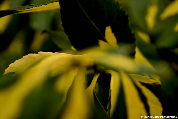 Swirl leaf rachel cater photography