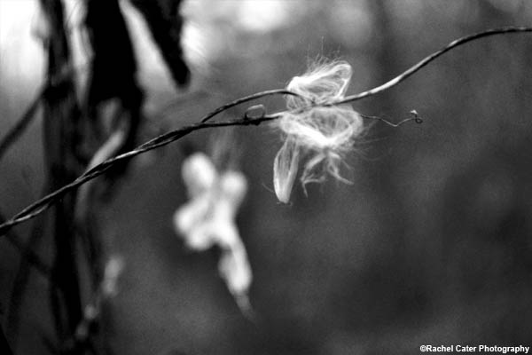 Flower Fluff Rachel Cater Photography