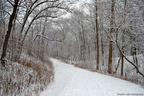 freshly blanketed in park snow rachel cater photography