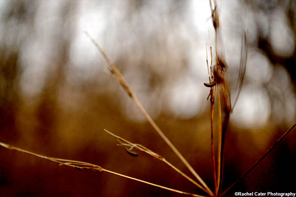 Nature's high five  rachel cater photography 