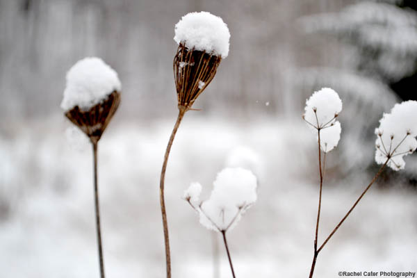 Snowy Flower Rachel Cater Photography