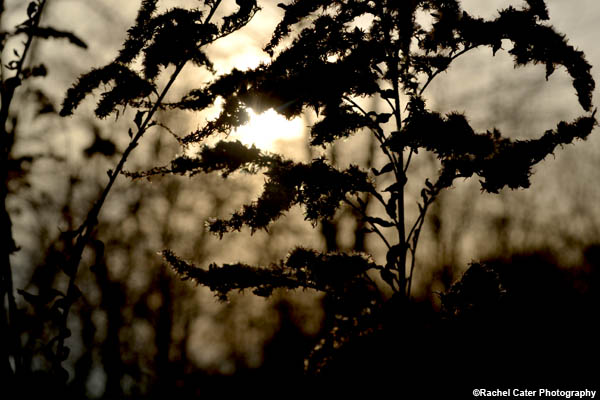 Stubborn Flower Rachel Cater Photography