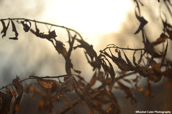 Tangled Branches Rachel Cater Photography