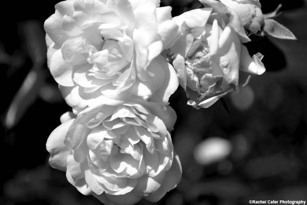 ethereal-flower-rachel-cater-photography