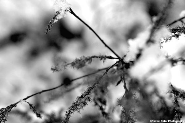 Icy Branch Monochrome Rachel Cater Photography