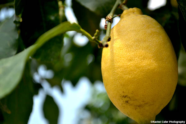 lemon-rachel-cater-photography