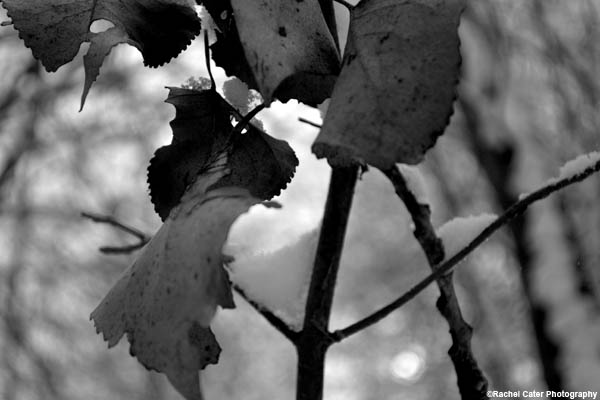 monochrome-leaf-bunch-rachel-cater-photography