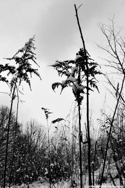 Monochrome Winter Nature Scene Rachel Cater Photography