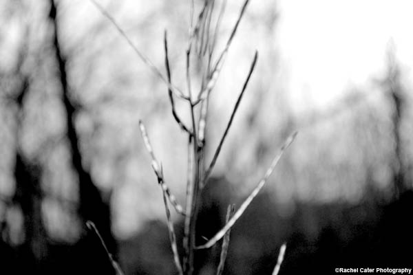 monochrome-plant-rachel-cater-photography