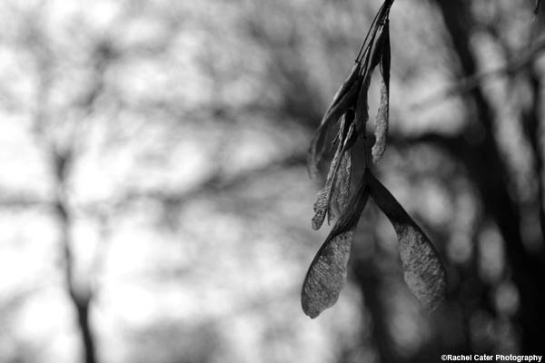 monochrome-young-leaf-rachel-cater-photograph