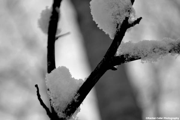 Snowy Branch