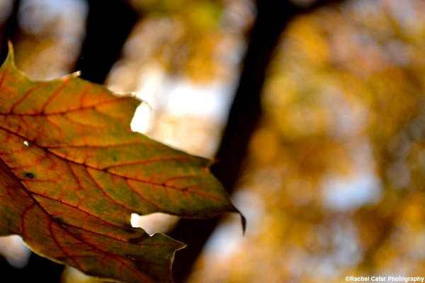 Vibrant Ethereal Autumn Leaf Rachel Cater Photography