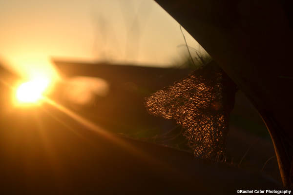 leaf-at-sunset-rachel-cater-photography