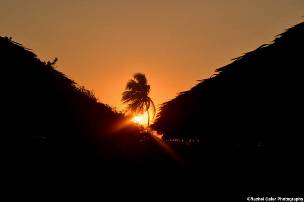 palm-tree-cuba-rachel-cater-photography