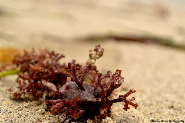Sea Plant
