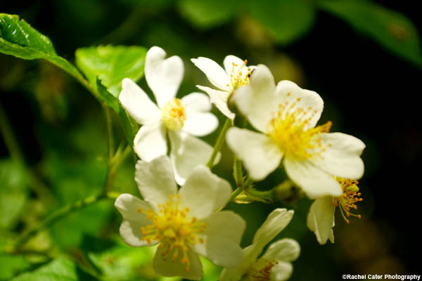flowers-in-hamilton-rachel-cater-photography