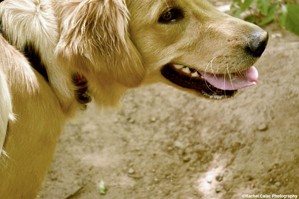 golden-retrieve-who-me-rachel-cater-photography