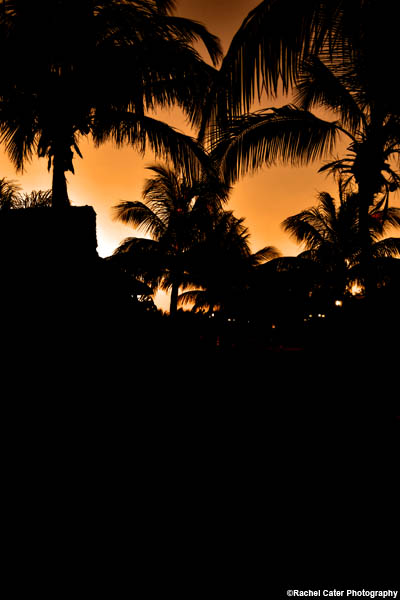 Palm Tree Silhouette