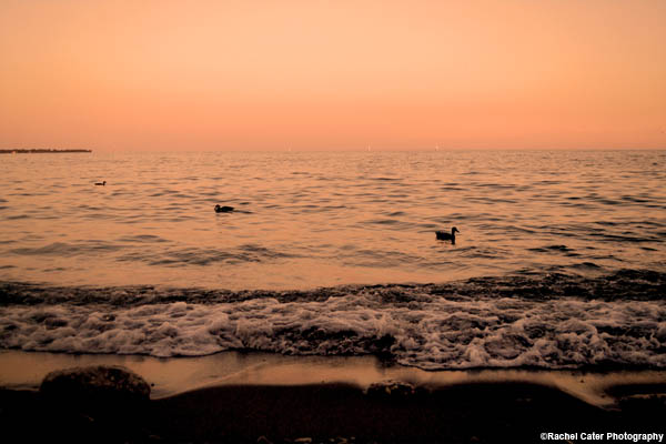 ducks-at-sunset-rachel-cater-photography