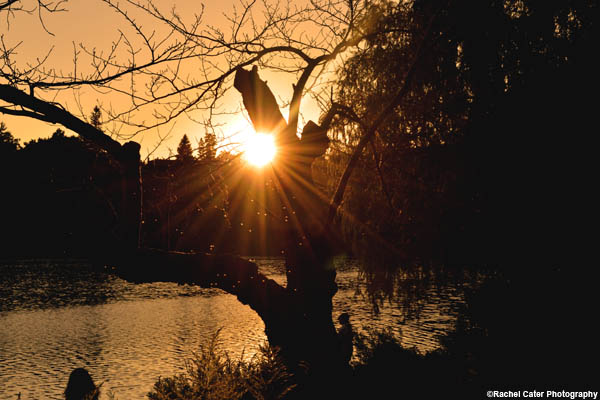 sunlight-through-trees-rachel-cater-photography