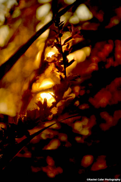 sunset-fiery-colours-rachel-cater-photography