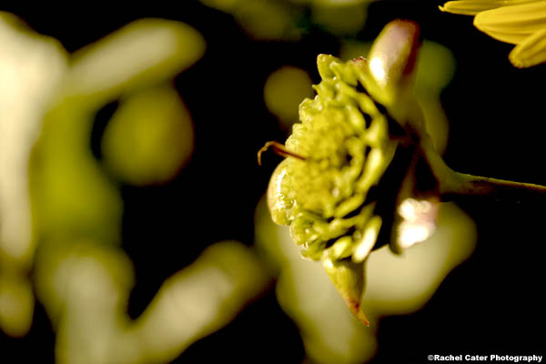 petal-less flower budding flower rachel cater photography