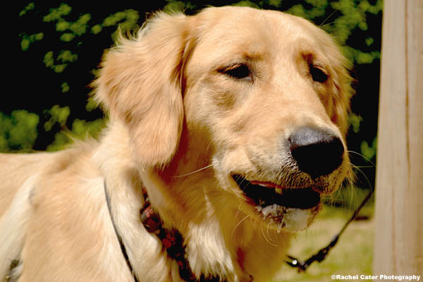 Serious dog rachel cater photography