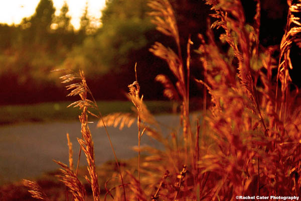 nature at sunset grass rachel cater photography