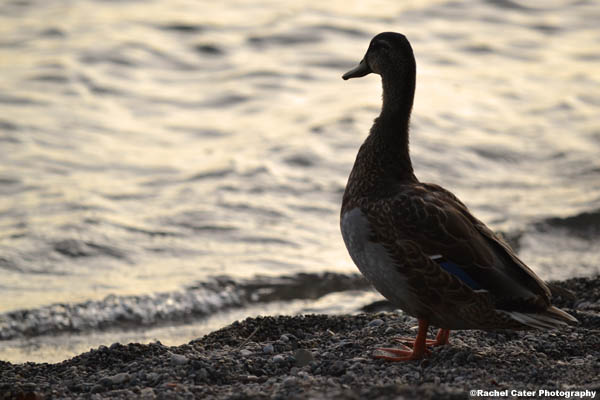 duck at dawn rachel cater photography