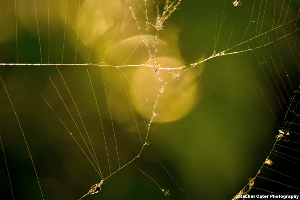 Web