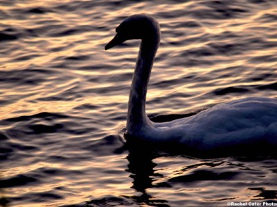 Swan Song