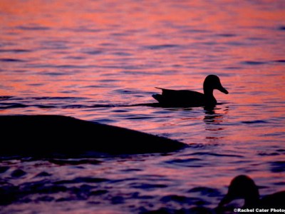 Ducks at Dawn