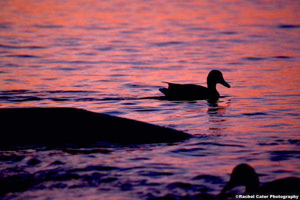 Ducks at Dawn rachel cater photography