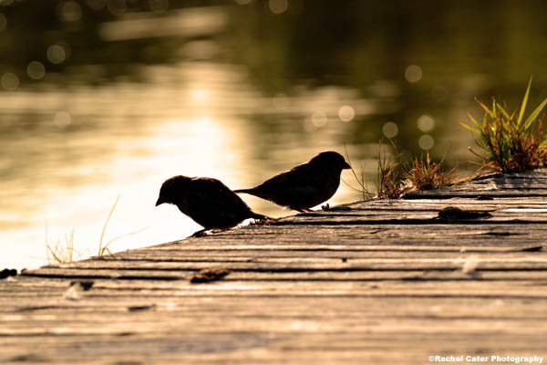 birds in the morning light Rachel Cater Photography