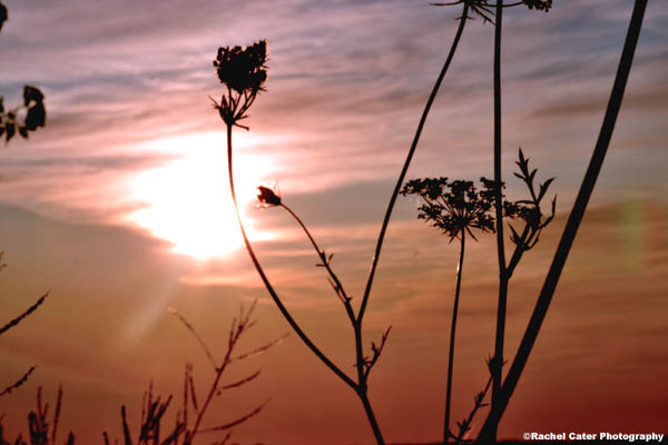 Dawn Early Morning Light Rachel Cater Photography